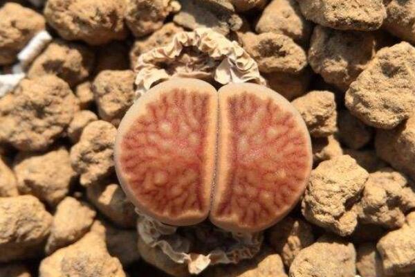 怎么辨認(rèn)生石花品種