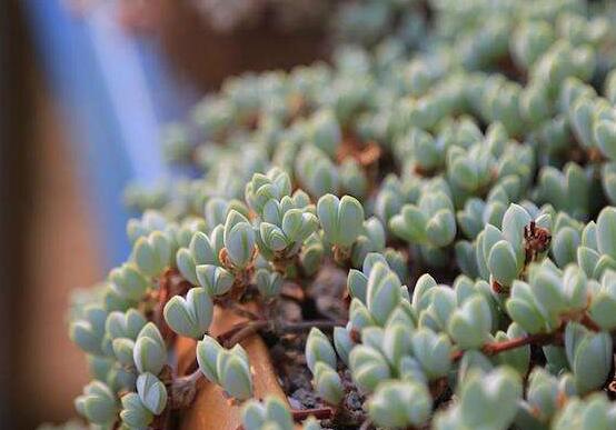 碧玉蓮葉子發(fā)黃變軟怎么辦，教你四種原因以及解決辦法