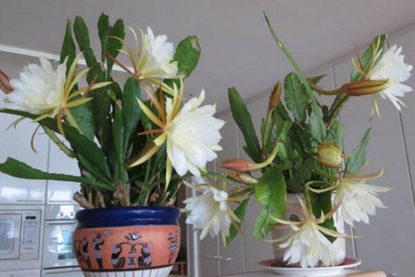 曇花多久開一次花，樹齡達到3年以后每年開一次花