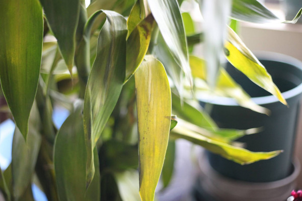 冬天富貴竹葉子發(fā)黃加醋，無論土培還是水培都不建議