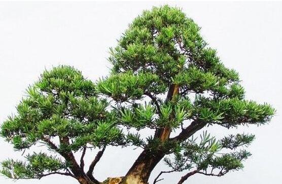 羅漢松怎么修剪，羅漢松修剪方法