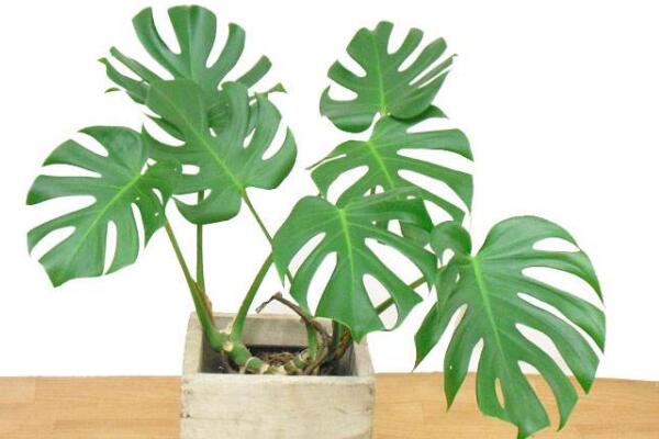 龜背竹怎樣用氣根繁殖，龜背竹氣根繁殖的詳細(xì)步驟