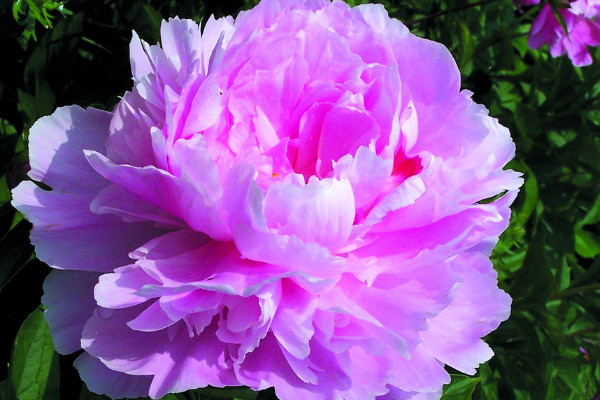 芍藥花什么時(shí)候施肥