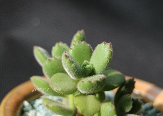 熊童子葉子發(fā)軟怎么辦，總結(jié)最實(shí)用三種解決方法