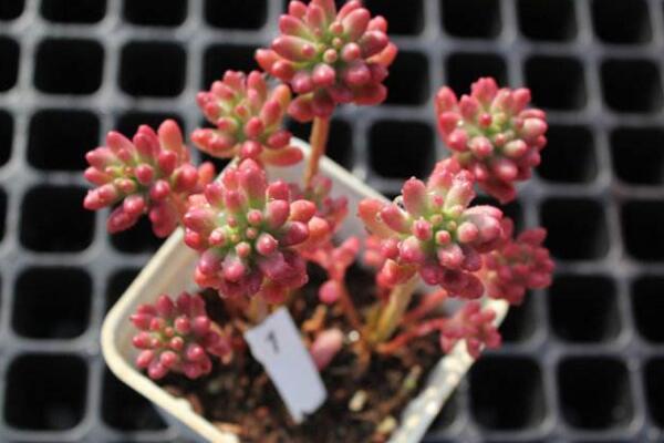 寶石花光照和溫度處理，夏季遮陰冬季向陽