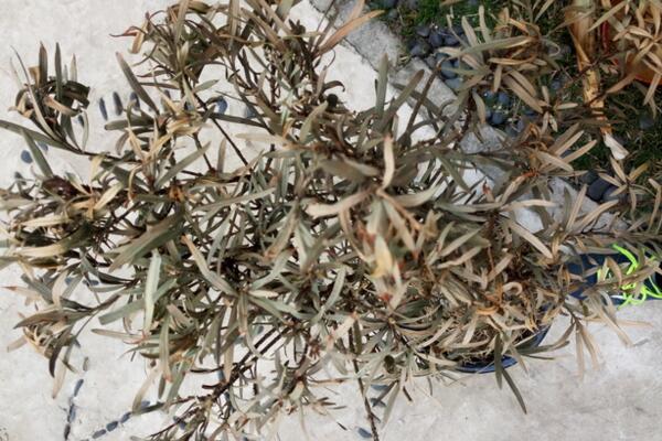 怎樣搶救干枯的羅漢松，分析問(wèn)題的原因并及時(shí)補(bǔ)救