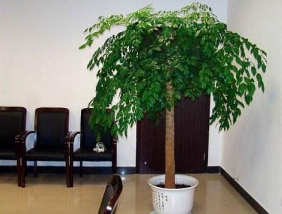 幸福樹(shù)葉子一碰就掉，教你四種原因以及解決方法