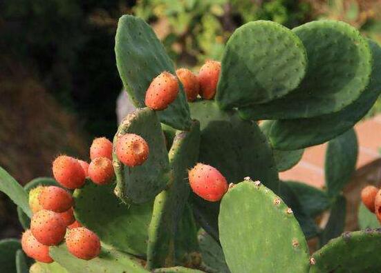 仙人掌的果實(shí)能吃嗎，不僅能吃果實(shí)還能美容養(yǎng)顏