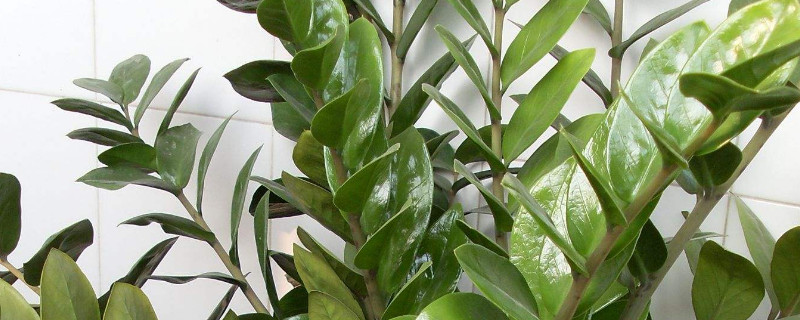 水培金錢(qián)樹(shù)扦插方法