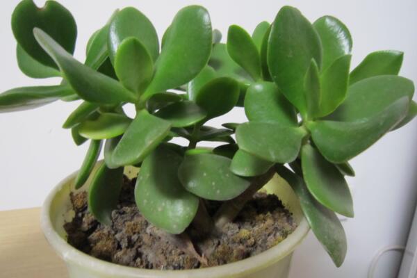 燕子掌移栽要澆水嗎，根據(jù)土壤的干濕度判斷是否要澆水