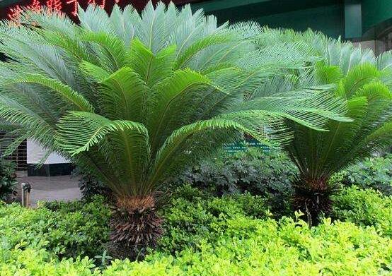 鐵樹什么時(shí)候長新葉，每年春秋時(shí)分生長出2-3輪新葉