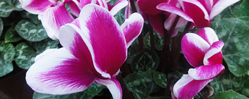 仙客來(lái)多久澆一次水