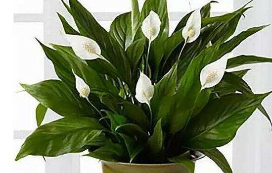 盆栽一帆風順怎么養(yǎng)，教你八個方法便可爆盆