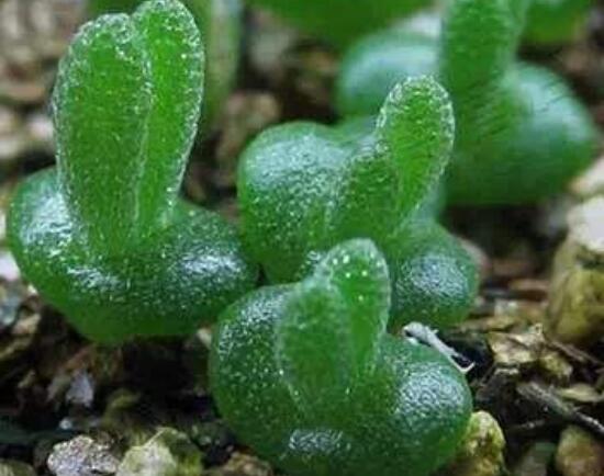 碧光環(huán)種植方法，擇健康種子、保水保肥土壤/淺盆為主