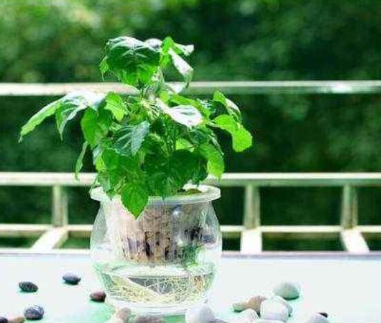 幸福樹水生根技巧，做好四點步驟即可水培爆盆