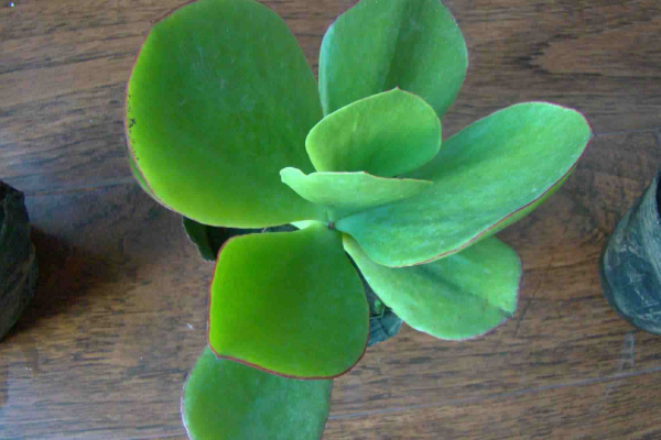 燕子掌葉片可以扦插嗎，4步即可完成燕子掌葉插