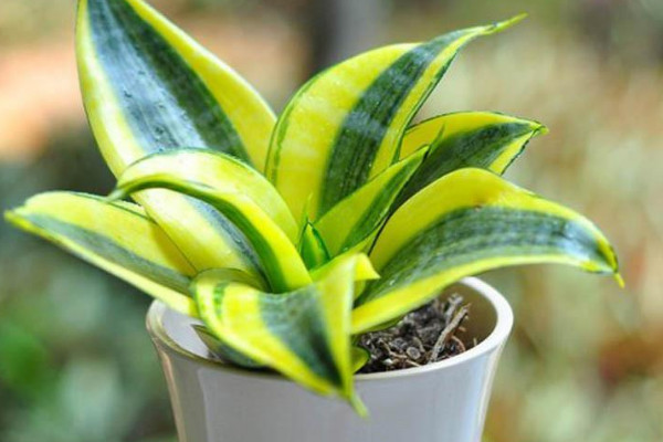 虎皮蘭凍傷還能恢復嗎