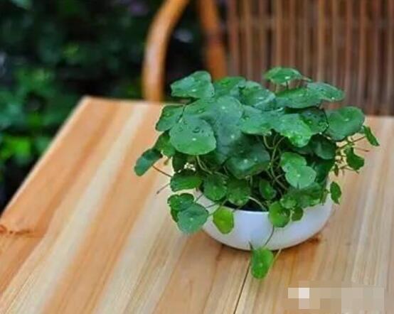 水培銅錢草葉子發(fā)黃怎么辦，四種原因以及解決方法