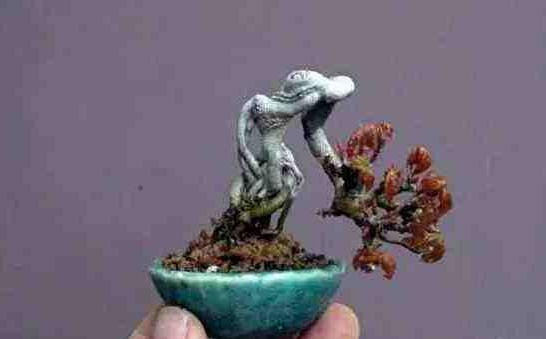 小葉羅漢松怎么養(yǎng)，掌握最佳的養(yǎng)殖方法最重要