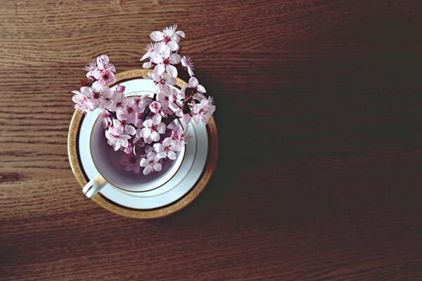 櫻花掉葉子要怎么辦，加強(qiáng)日常養(yǎng)護(hù)最為重要