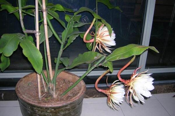 曇花幾年開花，養(yǎng)殖三年左右才能開花