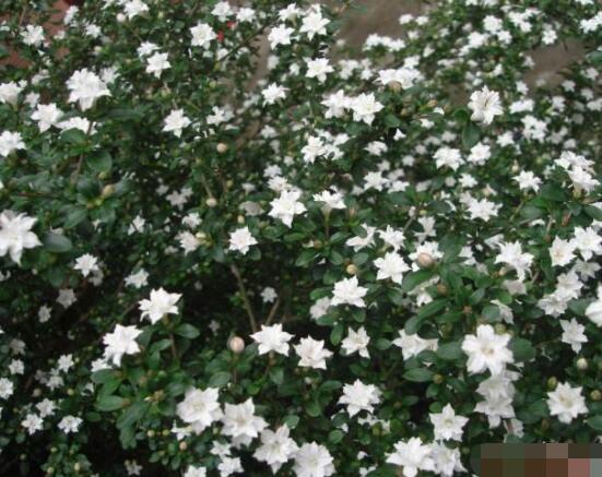 六月雪養(yǎng)殖技術(shù)，老農(nóng)總結(jié)六點(diǎn)必要養(yǎng)護(hù)方法(枝葉翠綠)