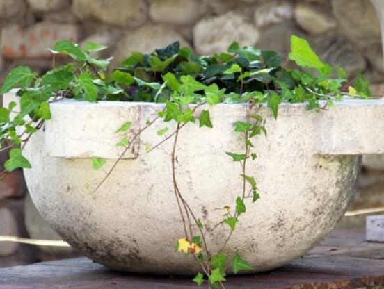 常春藤怎么養(yǎng)殖，盤(pán)點(diǎn)最簡(jiǎn)單兩種養(yǎng)殖方法(土培和水培)