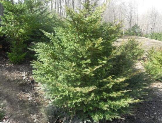 紅豆杉的品種，盤點(diǎn)中國(guó)紅豆杉五大品種