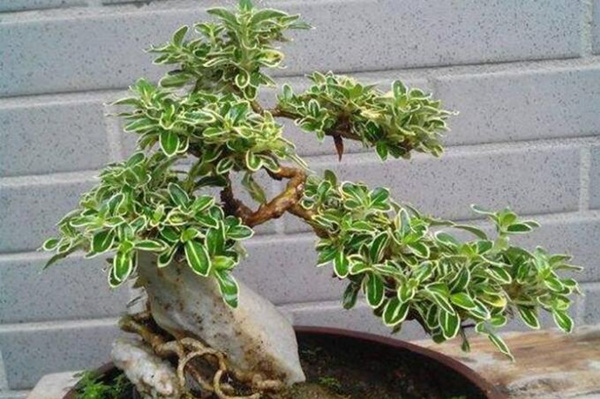 六月雪的養(yǎng)殖方法，6步教你養(yǎng)好六月雪