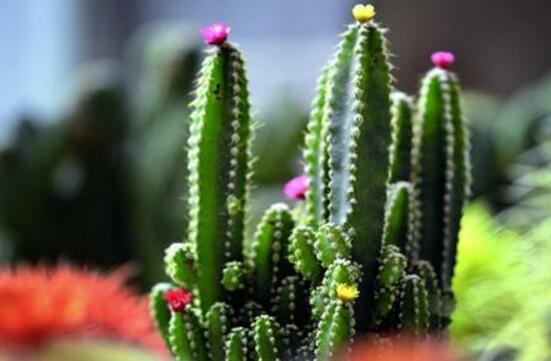 仙人掌的蟲害防治大全，三種蟲害以及解決辦法