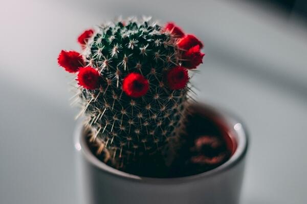 仙人球開(kāi)花時(shí)間，全年都能開(kāi)花但需要細(xì)心的養(yǎng)護(hù)