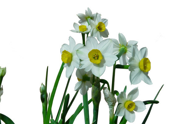 培養(yǎng)水仙花的注意事項