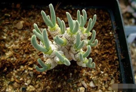 碧光環(huán)爛根怎么辦，兩種爛根防治方法/及時(shí)脫盆修剪消毒