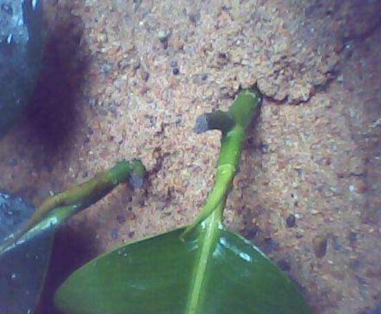 橡皮樹扦插，教你六大基本步驟快速生根發(fā)芽(30天)