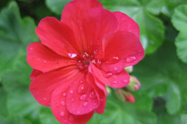 天竺葵怎么過冬