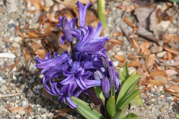 風(fēng)信子土培的養(yǎng)殖方法，可以按照5步來進(jìn)行