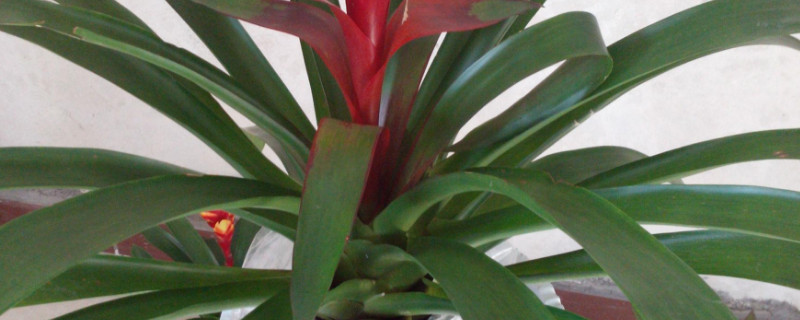 鴻運當(dāng)頭的葉杯是哪個地方