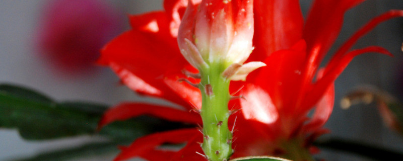 蟹爪蘭的花期多長時(shí)間