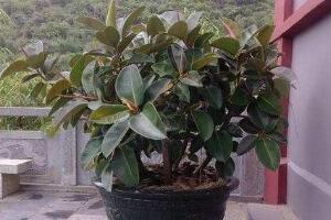橡皮樹盆景怎么養(yǎng)護，橡皮樹的四季養(yǎng)護方法