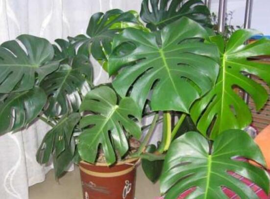 龜背竹用高盆還是矮盆，建議以高盆養(yǎng)殖最佳(紫砂盆)