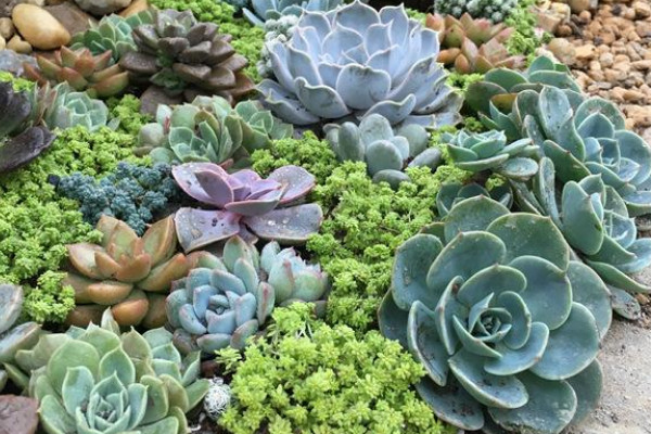 北方多肉植物怎么過(guò)冬