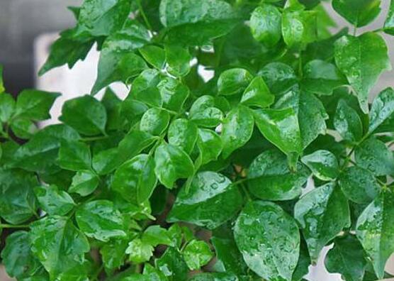 幸福樹葉子干枯怎么回事，四種原因以及解決辦法