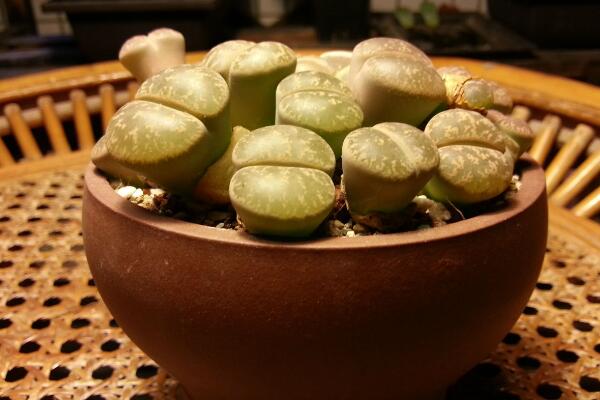 生石花徒長了怎么辦，四步教你抑制生石花徒長