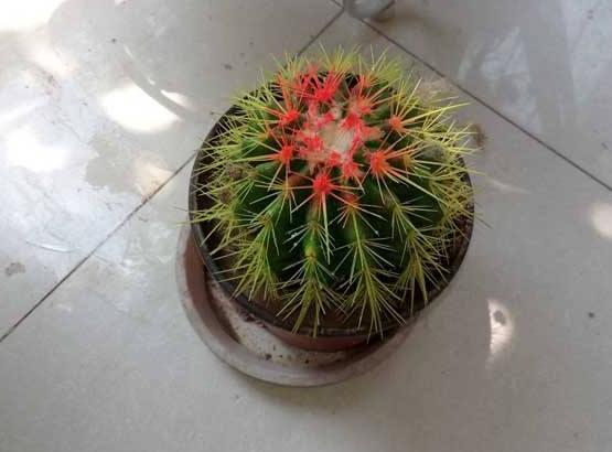 家里放仙人球是吉是兇，化解煞氣、安居樂業(yè)(吉兆)