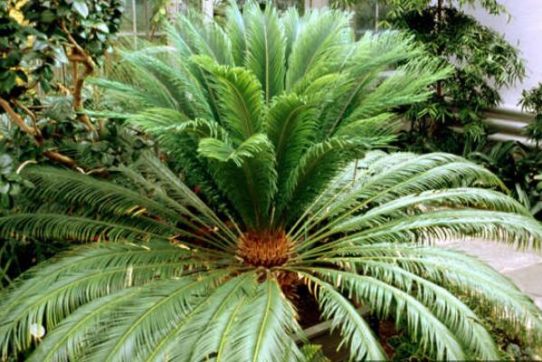 為什么家里不能養(yǎng)鐵樹，帶刺容易誤傷小孩