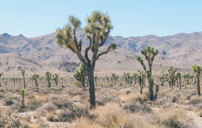 仙人掌的用途，電腦工作者的福音