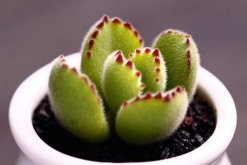 熊童子葉子發(fā)黃怎么辦，可能由以下4種原因導致