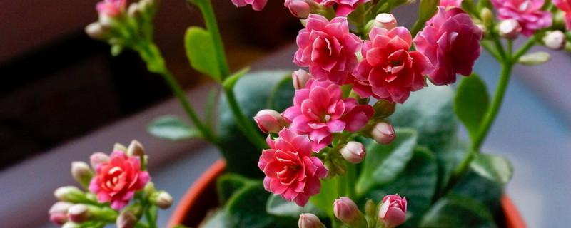 長(zhǎng)壽花怎么控光