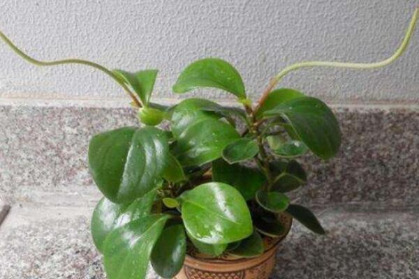 碧玉花開花嗎，每年開花兩次