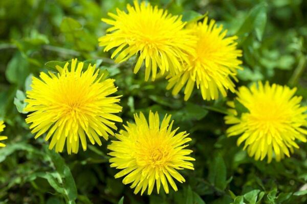 多裂蒲公英怎么養(yǎng)，5步教你養(yǎng)好多裂蒲公英